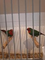 Roodkop papagaaiamadine, Meerdere dieren, Papegaai, Geringd