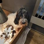 Petit Basset Griffon Vendeen pups, Parvo, Basset, 8 tot 15 weken, Meerdere