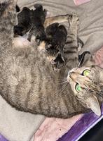 Kittens van 14 maart, Dieren en Toebehoren, Kater, Ontwormd