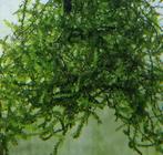 mooi gezond javamos  goed voor garnalen, Dieren en Toebehoren, Ophalen of Verzenden