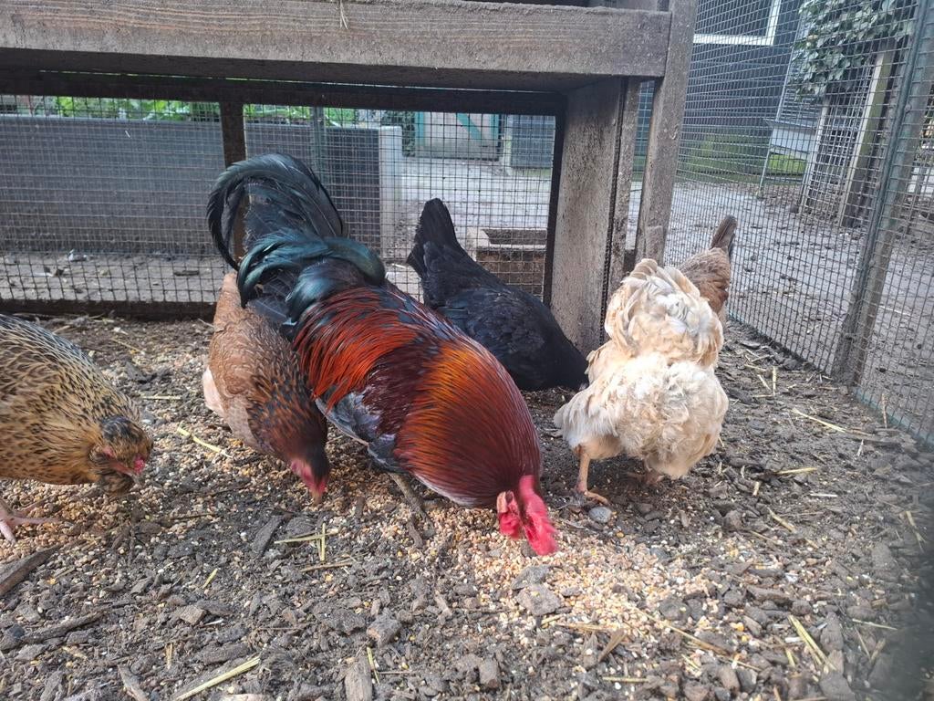 Kippenopvang zoekt goede plek voor krielhaan en zijn hennen!, Meerdere dieren, Kip