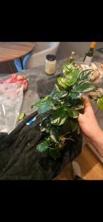 Grote anubias planten, Ophalen, Plant(en), Steen of Hout