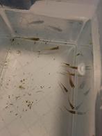 Jonge vrouwelijke endler guppen, Dieren en Toebehoren, Vis