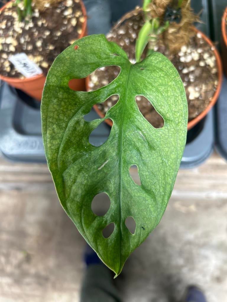 Monstera leichtlinii mint op mosstok - 60cm, Huis en Inrichting, Kamerplanten, Ophalen of Verzenden