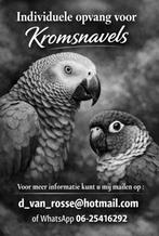 Individuele Opvang voor uw kromsnavel, Vogel