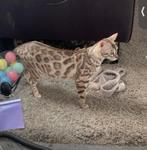 Herplaatser bengaal silver sepia, Dieren en Toebehoren, Katten en Kittens | Raskatten | Korthaar, Poes, Met stamboom, 0 tot 2 jaar