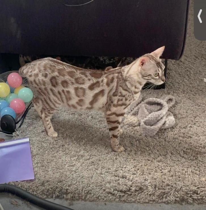 Herplaatser bengaal silver sepia, Dieren en Toebehoren, Katten en Kittens | Raskatten | Korthaar, Poes, 0 tot 2 jaar, Met stamboom