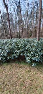 Tekoop rhododendrons, Overige soorten, 100 tot 250 cm, Zomer, Ophalen