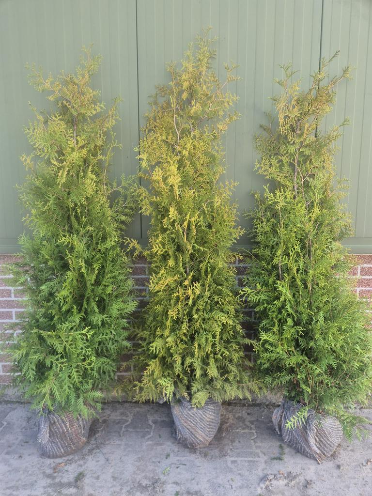 50 x Coniferen 160/170 INCL BEZORGEN, Tuin en Terras, Planten | Bomen, Bloeit niet, Halfschaduw, 100 tot 250 cm, Overige soorten