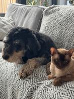 Oppas voor uw trouwe viervoeter., Diensten en Vakmensen, Dieren | Honden | Verzorging, Oppas en Les, Uitlaatservice