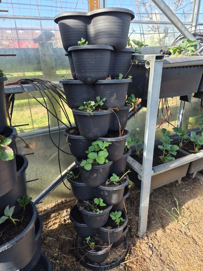 Aardbeien toren compleet, Ophalen, Overige vormen, Kunststof, Minder dan 30 cm