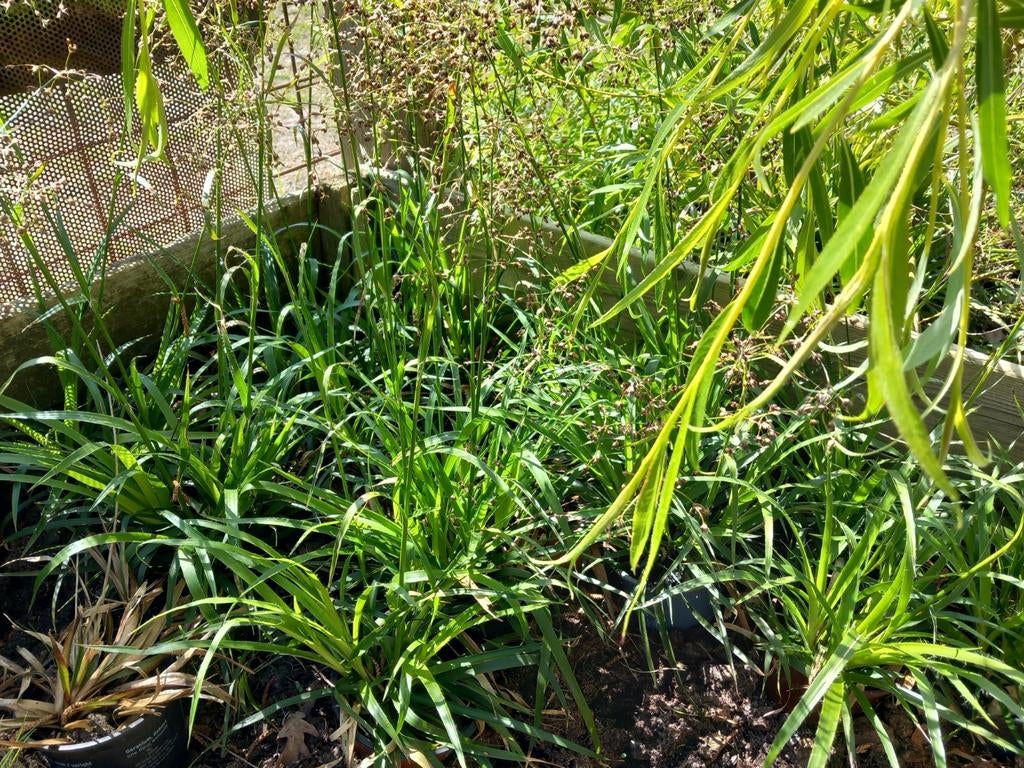 Luzula Sylvatica Bruckeveld-Siergras, Ophalen, Laurier, Minder dan 100 cm