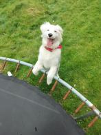 Te koop australian sheprt merl kleur, Dieren en Toebehoren, Honden | Herdershonden en Veedrijvers, 15 weken tot 1 jaar, Reu, Parvo