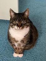 Vermist: poes Beppie, Dieren en Toebehoren, Vermiste en Gevonden Dieren, Kat