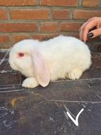 Baby konijnen te koop, Meerdere dieren, Middelgroot, Hangoor, 0 tot 2 jaar