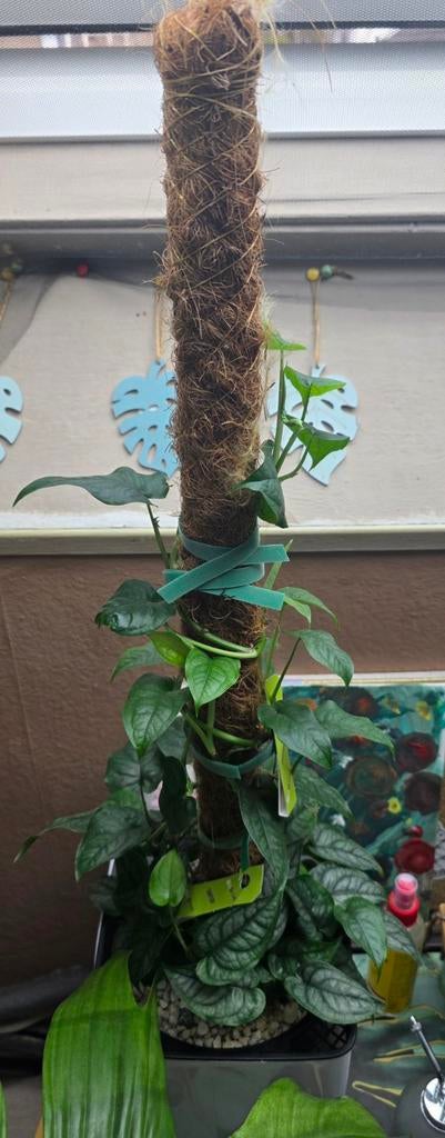 Monstera Siltepecana, Huis en Inrichting, Kamerplanten, Ophalen, Overige soorten, Halfschaduw, In pot