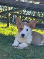 Te koop erg mooie Welsh Corgi pups, Dieren en Toebehoren, Parvo, Nederland, 8 tot 15 weken, Meerdere
