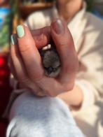 USA zijdehoen jonge haan 🐓 gezocht, Dieren en Toebehoren, Pluimvee, Mannelijk, Kip