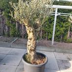 Olijfbomen, Lente, 100 tot 250 cm, Olijfboom, Ophalen