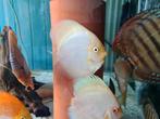 Snow White Discus, Symphysodon Discus, Dieren en Toebehoren, Vissen | Aquariumvissen, Vis, Zoetwatervis