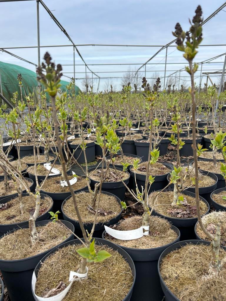 Seringen (Syringa vulgaris) - Diverse soorten in 5 liter, Volle zon, Vaste plant, Lente, Ophalen