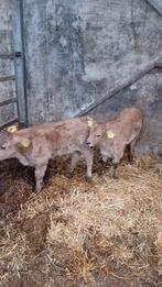 nukka's   zuiver parthnaise, Dieren en Toebehoren, Runderen, Meerdere dieren, 0 tot 2 jaar