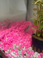 Vissenkom met twee vissen, Dieren en Toebehoren, Ophalen, Nieuw, Leeg aquarium