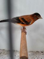 Kapoetsensijs F1 man, Mannelijk, Wildzangvogel, Geringd