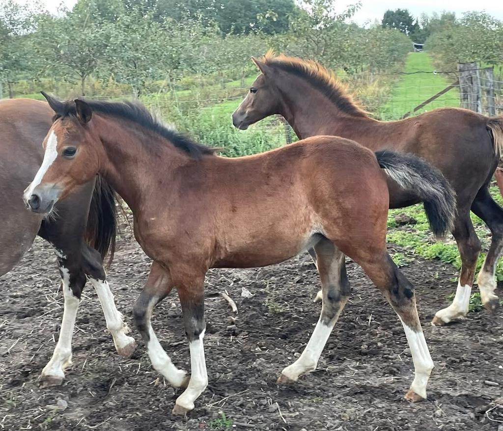 Te koop: mooie en lieve Welsh C-pony merrie (2025), Merrie, Met stamboom, Niet van toepassing, Springpony