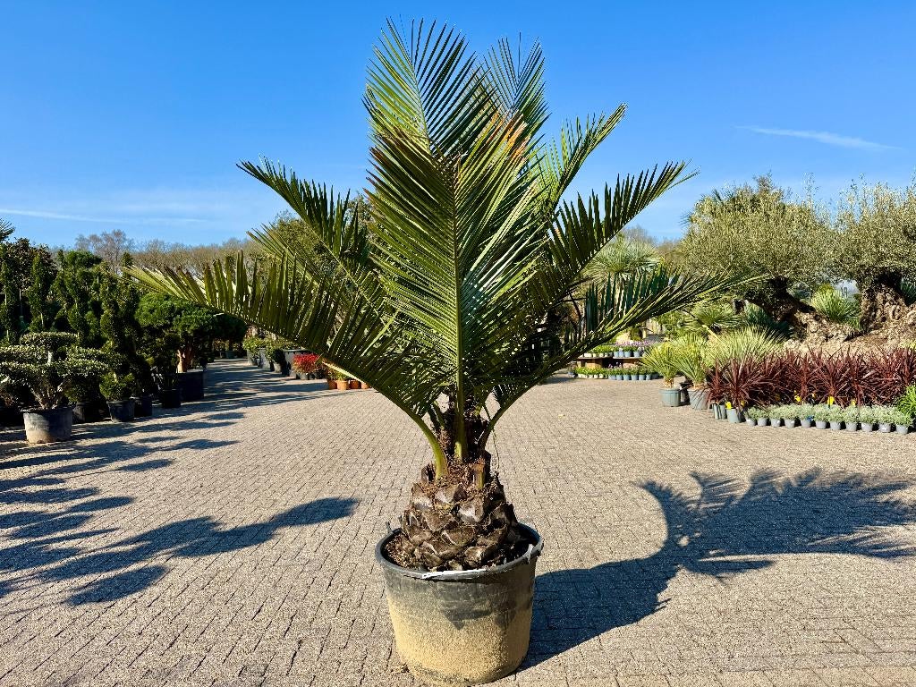 Jubaea chilensis - Chileense wijnpalm met 50/60 cm stam, Tuin en Terras, Ophalen of Verzenden, 100 tot 250 cm, Zomer, Palmboom