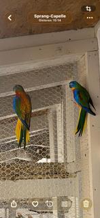 vogels, Dieren en Toebehoren, Meerdere dieren, Parkiet