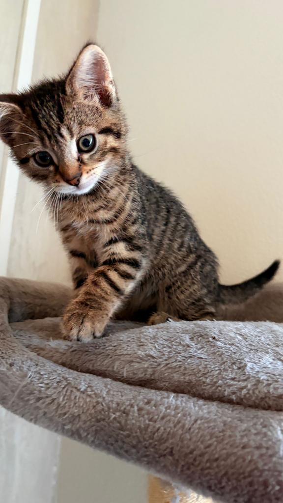 Kitten opzoek naar lief baasje, Poes, Ontwormd, 0 tot 2 jaar