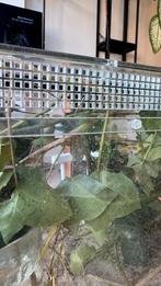 Gratis af te halen, jonge wandelende takken, Wandelende tak