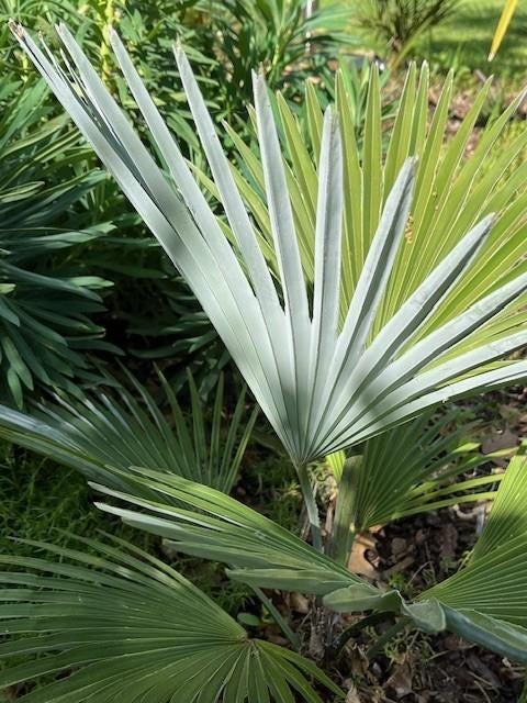 Trachycarpus princeps x wagnerianus., Tuin en Terras, Ophalen of Verzenden, Minder dan 100 cm, Zomer, Palmboom