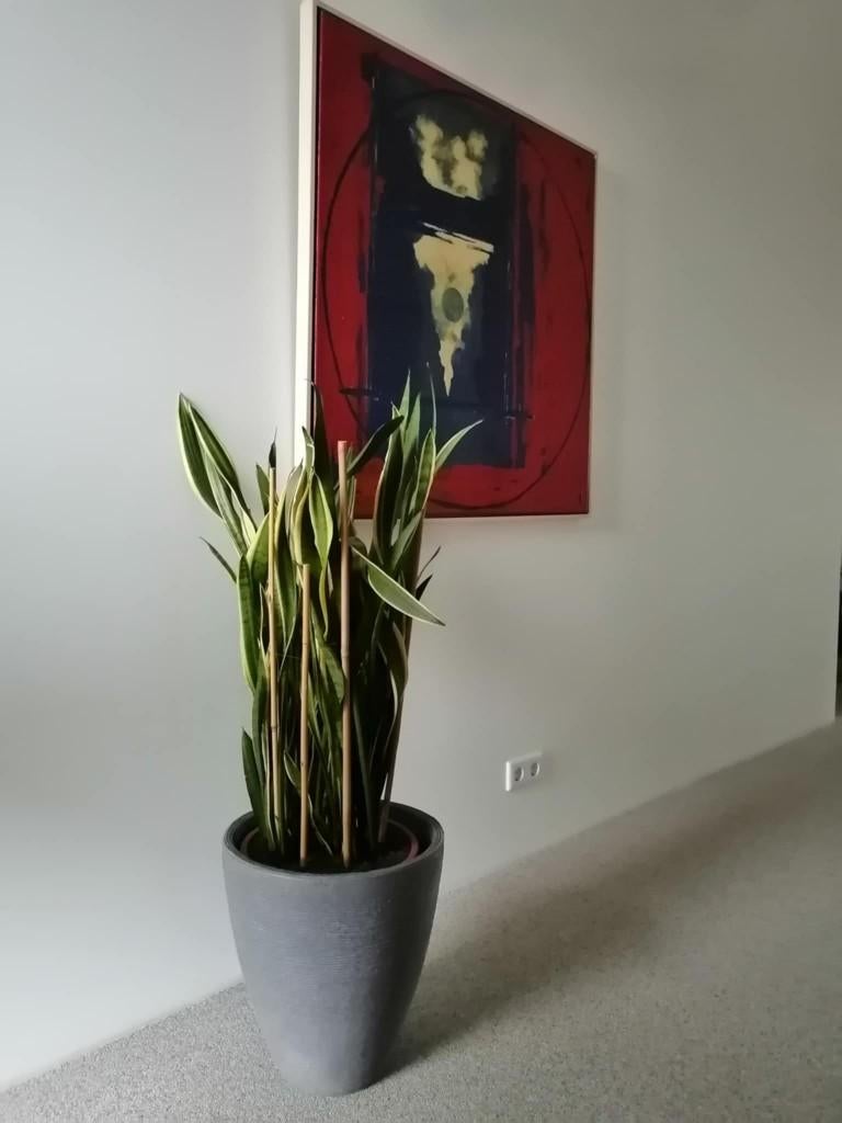 Sanseveria vrouwentong, Huis en Inrichting, Kamerplanten, Overige soorten, 100 tot 150 cm, Groene kamerplant, Halfschaduw, In pot