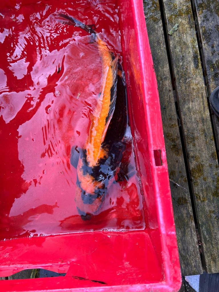Ki-Utsuri 52 cm Sansai koi, Karper of Koi