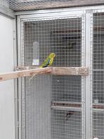 Bonte man, Mannelijk, Parkiet, Geringd