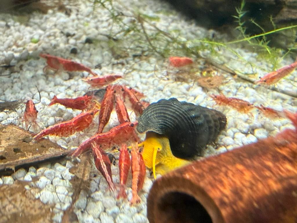 Sulawesi Tylomelania slakken, Dieren en Toebehoren, Slak of Weekdier