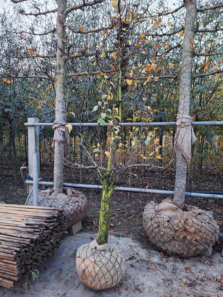 Pyrus c. Conference❗️🍐 oude perenboom🍐❗️, Tuin en Terras, Planten | Bomen, Ophalen, Volle zon, Overige soorten