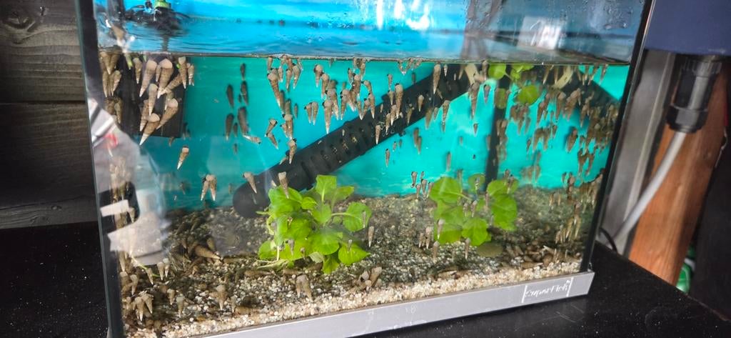 Aquarium vol met jonge sulawesi of torenslakken, Dieren en Toebehoren, Ophalen, Nieuw