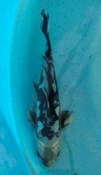 Koi 3 25cm, Dieren en Toebehoren, Vissen | Vijvervissen, Karper of Koi