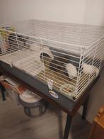 Cavia,s, Dieren en Toebehoren, Cavia, Augustus, Geslacht onbekend, Tam