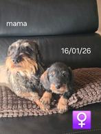 mooie ruwhaar teckel pups, Parvo, België, 8 tot 15 weken, Dwerg