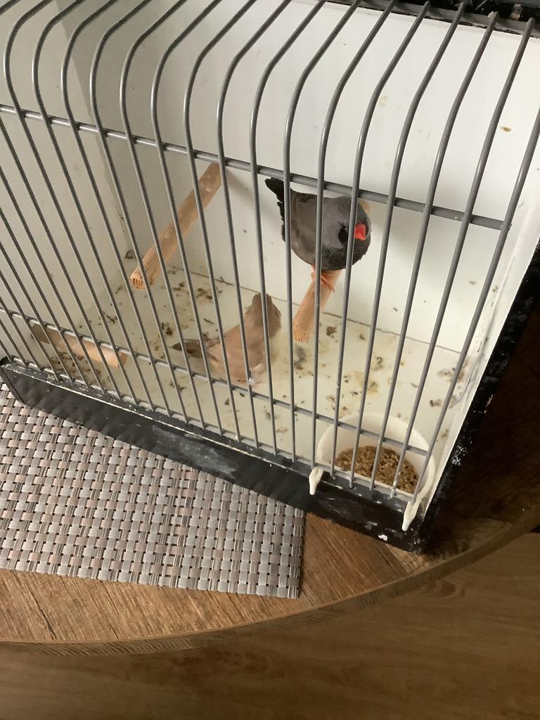 Zebravinken charcoal, Dieren en Toebehoren, Vogels | Overige Vogels, Meerdere dieren