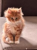 Russische Maine Coon kittens met stamboom, Dieren en Toebehoren, Meerdere dieren, Met stamboom, 0 tot 2 jaar