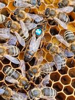 Bijenvolken carnica simplexramen, Bijen