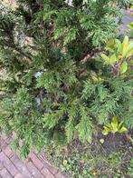 Mooie conifeer uit volle grond, Tuin en Terras, Overige soorten, Volle zon, Vaste plant, Ophalen of Verzenden