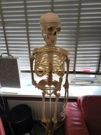 Skeletmodel voor onderwijs of decoratie, Ophalen, Gebruikt