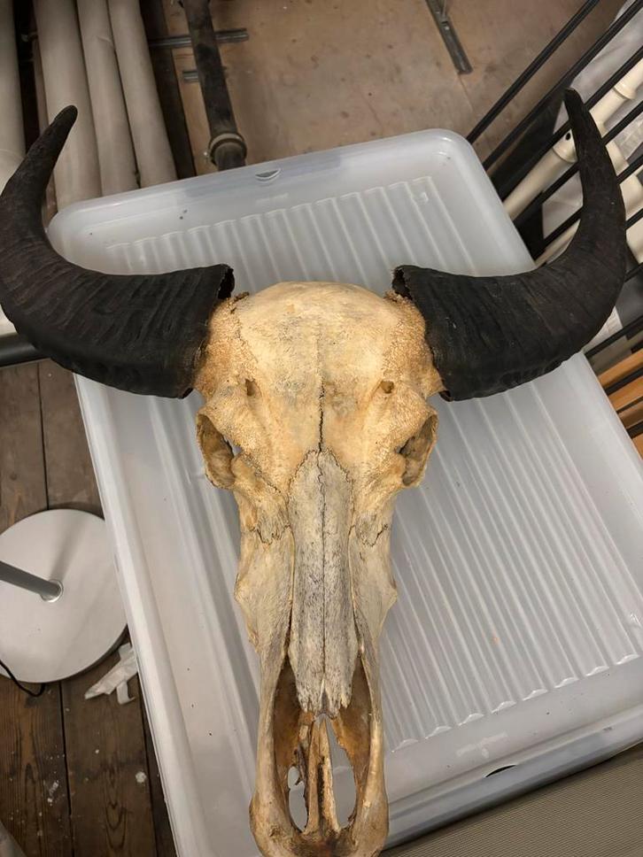 Grote waterbuffel schedel met hoorns decoratie, Verzamelen, Dierenverzamelingen, Gebruikt, Schedel, Boerderijdier, Ophalen of Verzenden