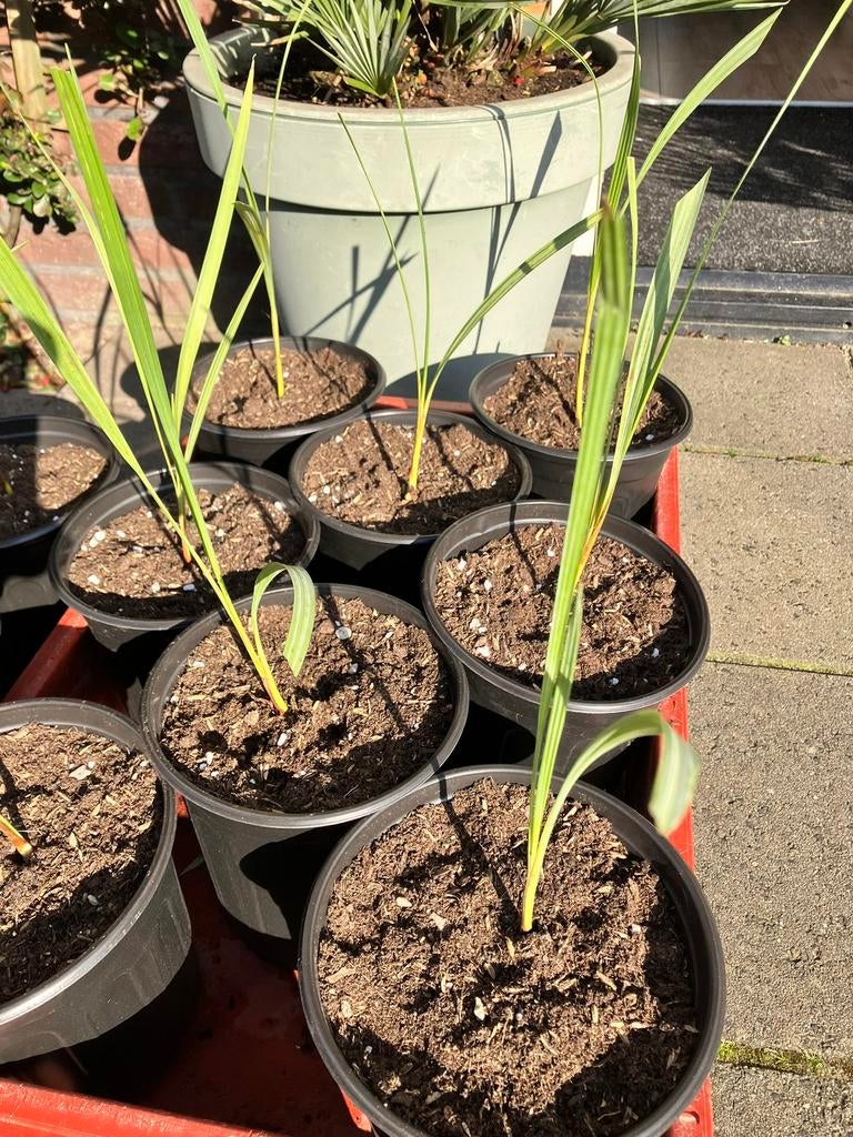 Palm zaailingen Chamereops hummils , Sabal, Verzenden, Bloeit niet, Overige soorten, Volle zon